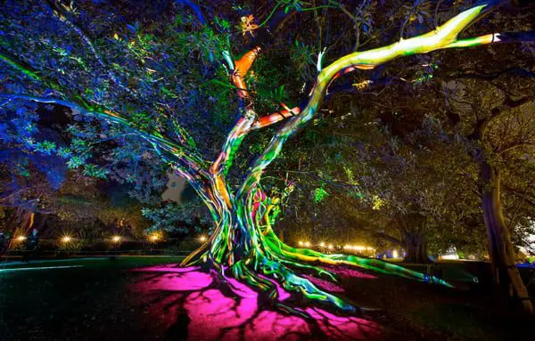 Vivid 1