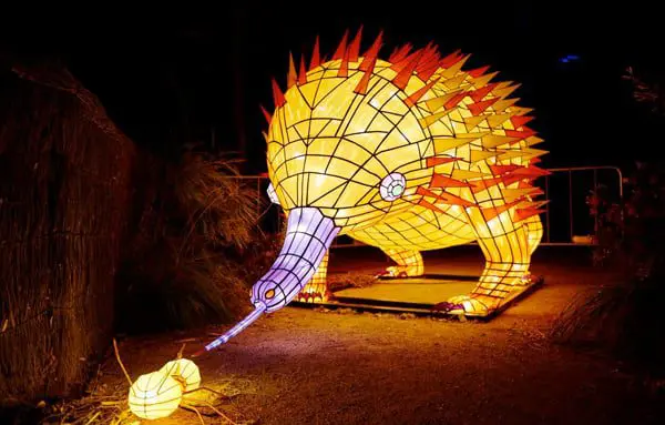 10 images that prove Sydney is the place to be right now 38 animal edm