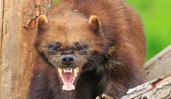 shutterstock_202168513