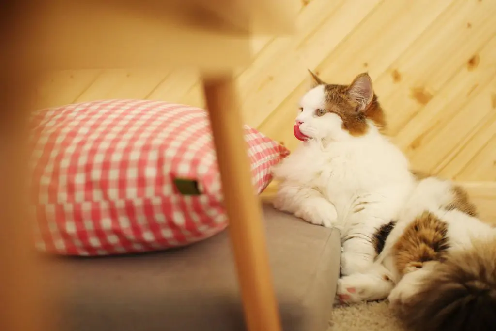 shutterstock_244475872