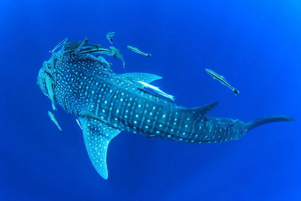 6 Reasons why you should try the Maldives instead of the South Pacific 22 shutterstock_298927670