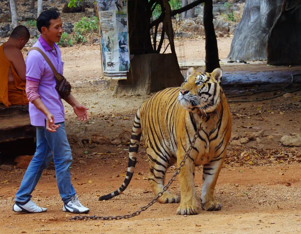This is How Travel Agents Can Help Stop Animal Abuse 8 shutterstock_325075532