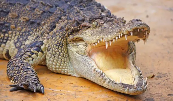 shutterstock_341975066