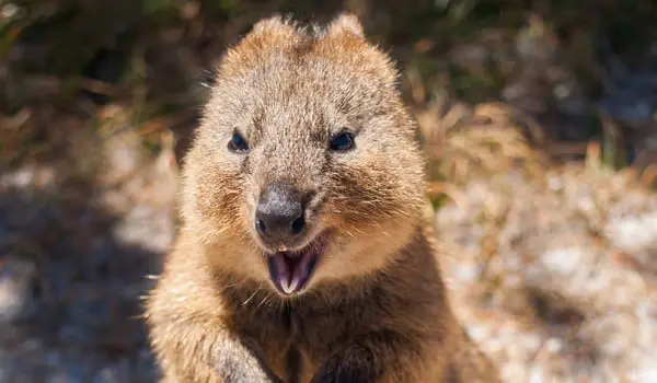 shutterstock_363079421-2