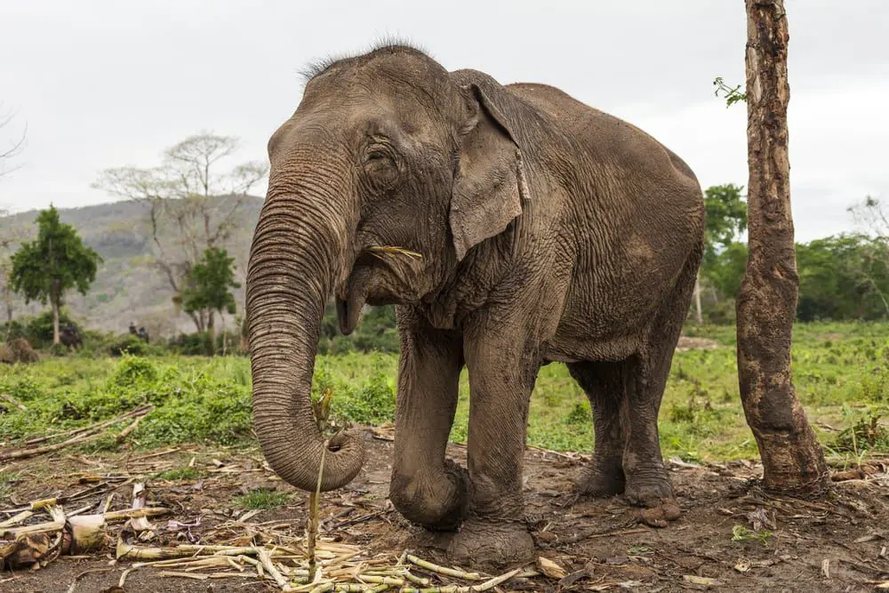 This is How Travel Agents Can Help Stop Animal Abuse