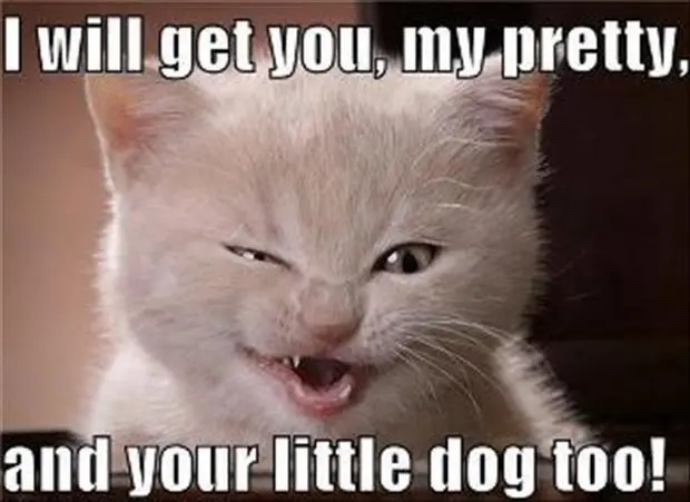 Cat-Coming-For-You 2