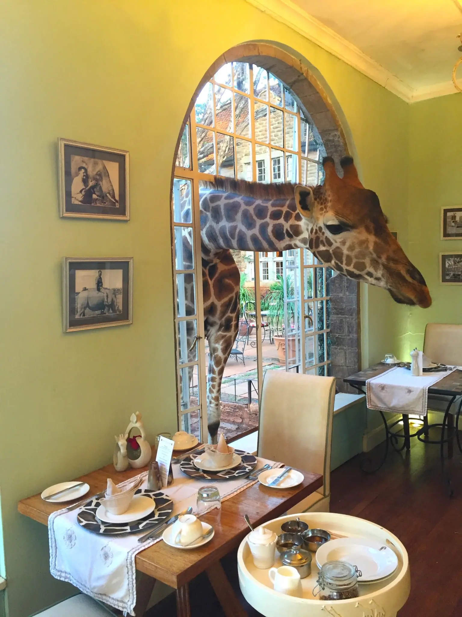 Today is World Giraffe Day! 8 Photo credit Hermione Olivia