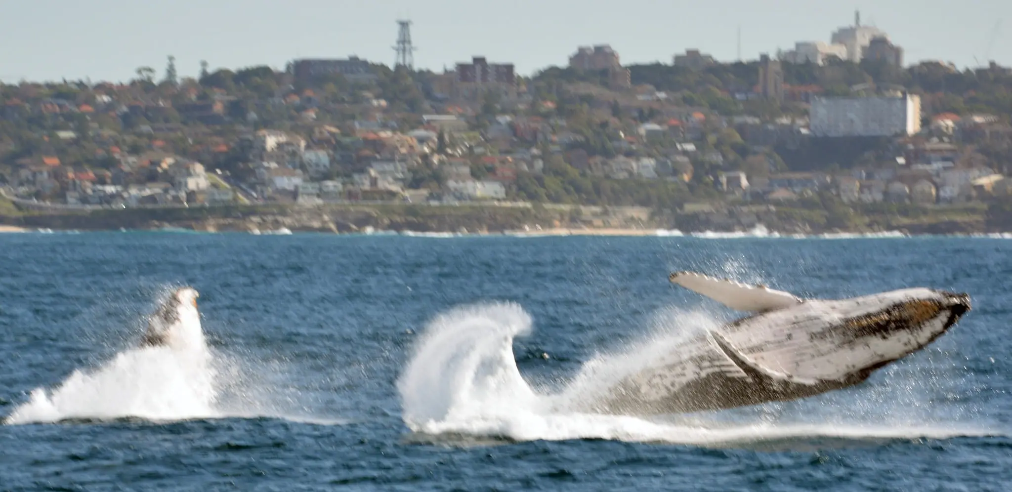 Have a Whale of a time with Captain Cook Cruises 8 Whale 36b