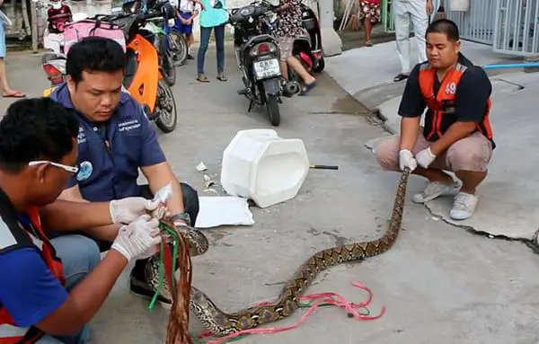 Animals gone wild: Toilet snake bites man's penis in Thailand 2 snake1