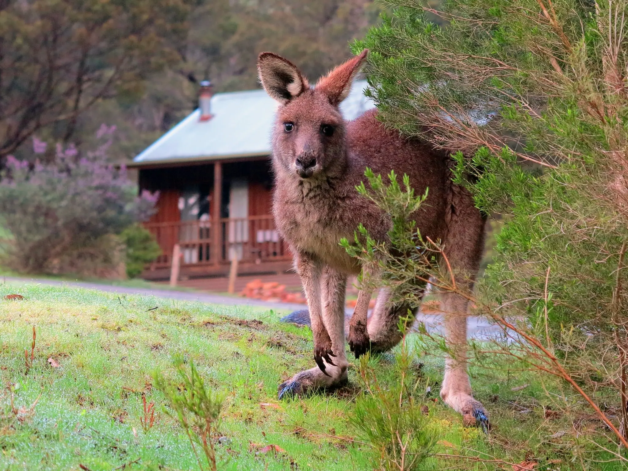 Australia’s amazing comeback story 2 Grampians kangaroo
