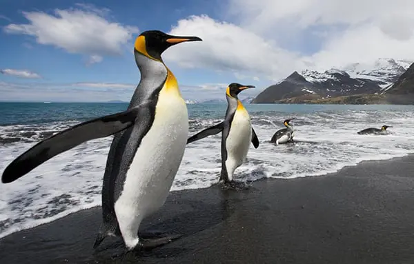 The Daily Travel Agent Bite: Mon 4 Jul 31 Travel Agent Peregrine