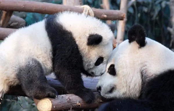 The Daily Travel Agent Bite: Thurs 20 Oct 52 Wendy Wu Tours