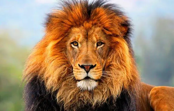 The Travel Corporation (TTC) brands recognised as cream of the crop 12 lion