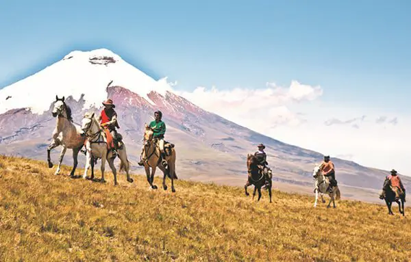 peruhorse