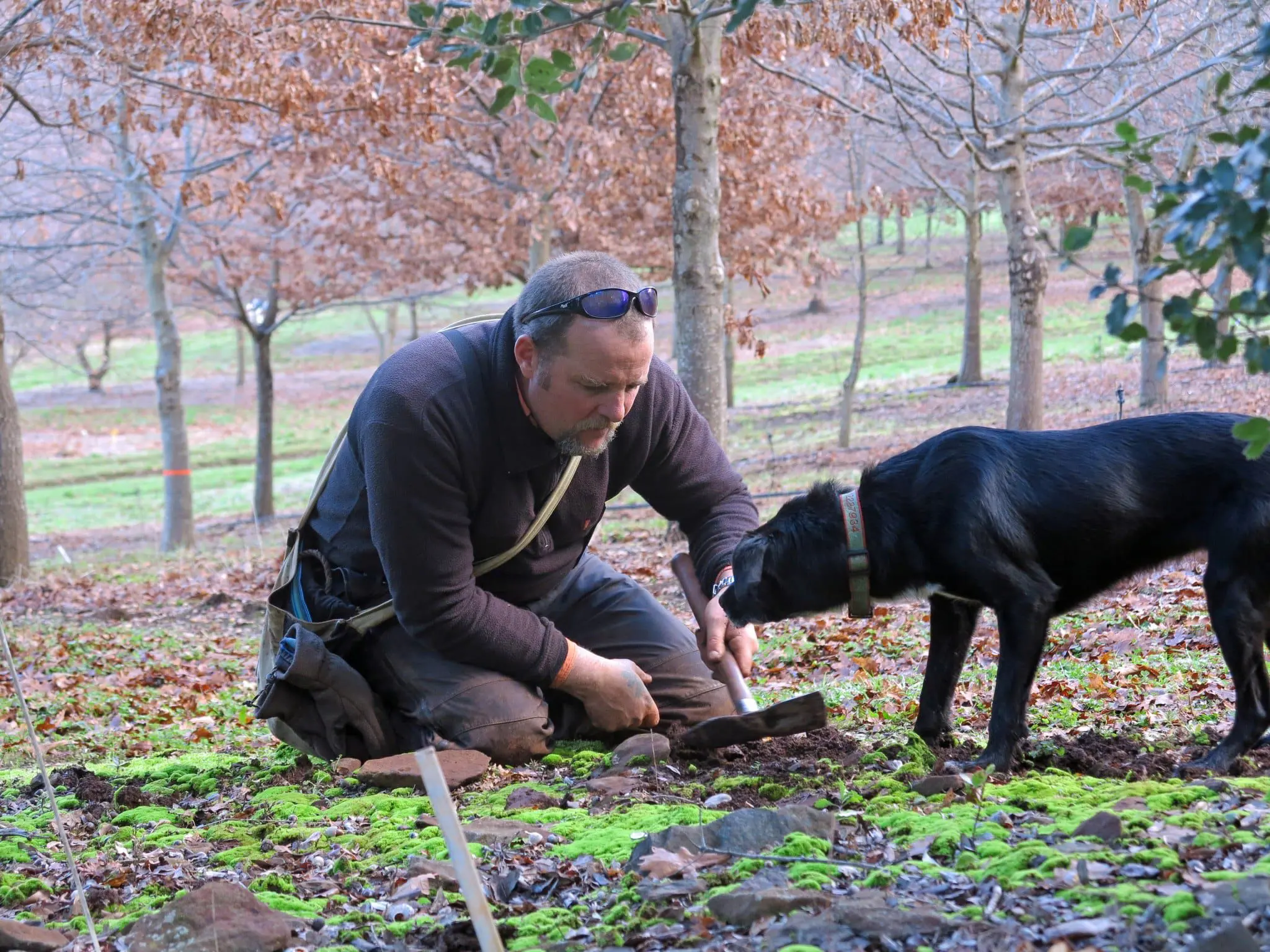 Australia’s amazing comeback story 5 truffle dude and dog