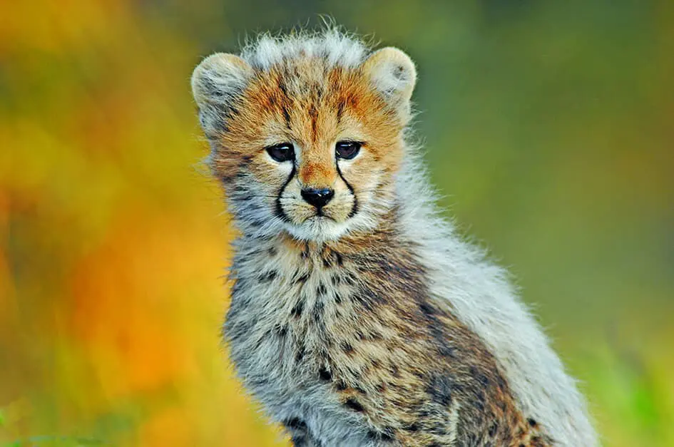 Travel Agent Cheetah, Africa