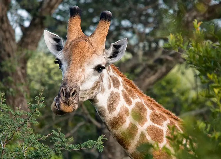 No Passport Required: Why Australia has just as much to offer for your next holiday 26 Safari