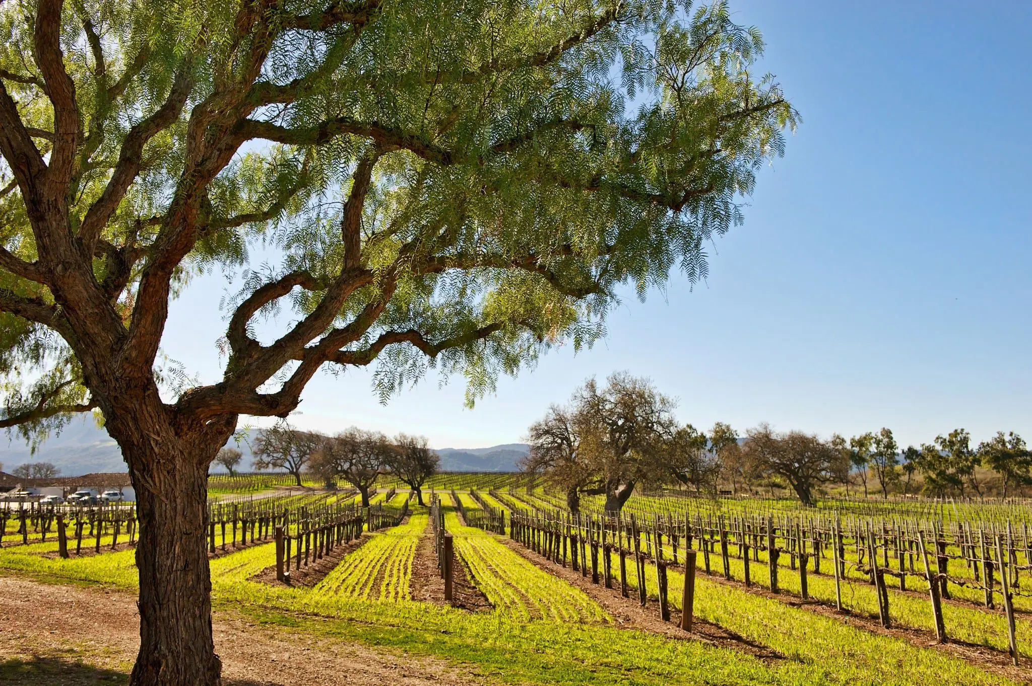 5 Tips to Experiencing Santa Barbara’s Wine Country 3 Santa Barbara Vineyards. Photeo credit: Visit Santa Barbara
