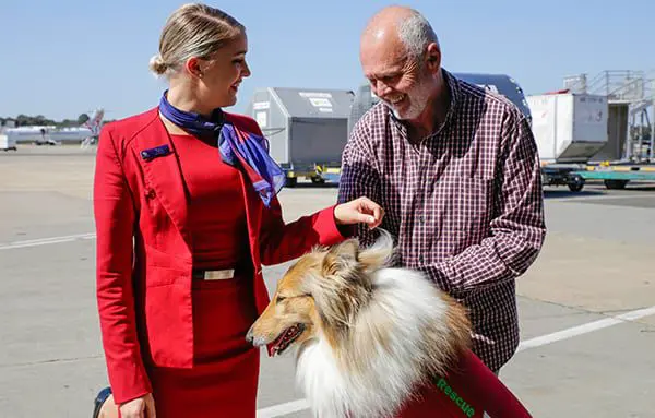 Qantas & Virgin’s new furry arrangements 8 Virgin pet