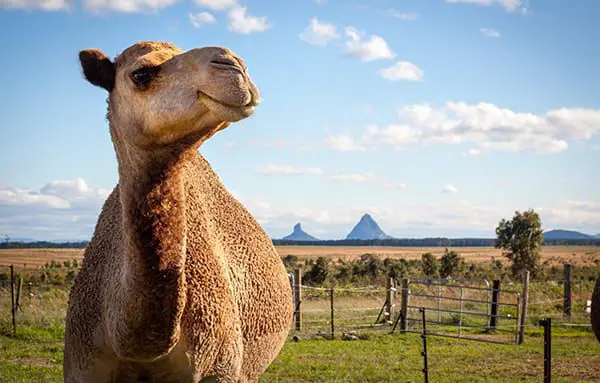 The Daily Travel Agent Bite: Thurs 4 Aug 31 camel