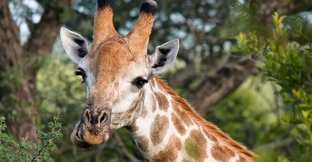 No Passport Required: Why Australia has just as much to offer for your next holiday