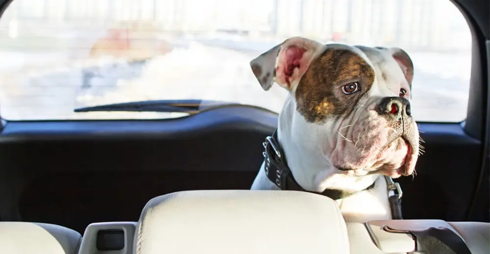 Let’s celebrate National Dog Day with these fabulous pet friendly stays