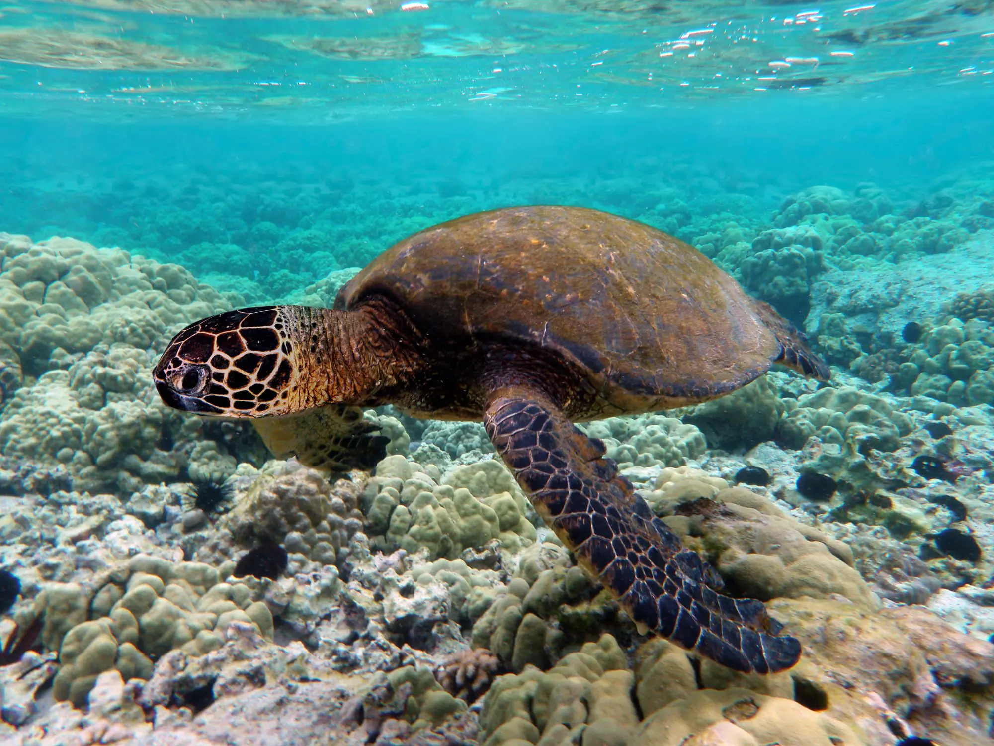 Top 7 wildlife migrations around the world 15 OLYMPUS DIGITAL CAMERA