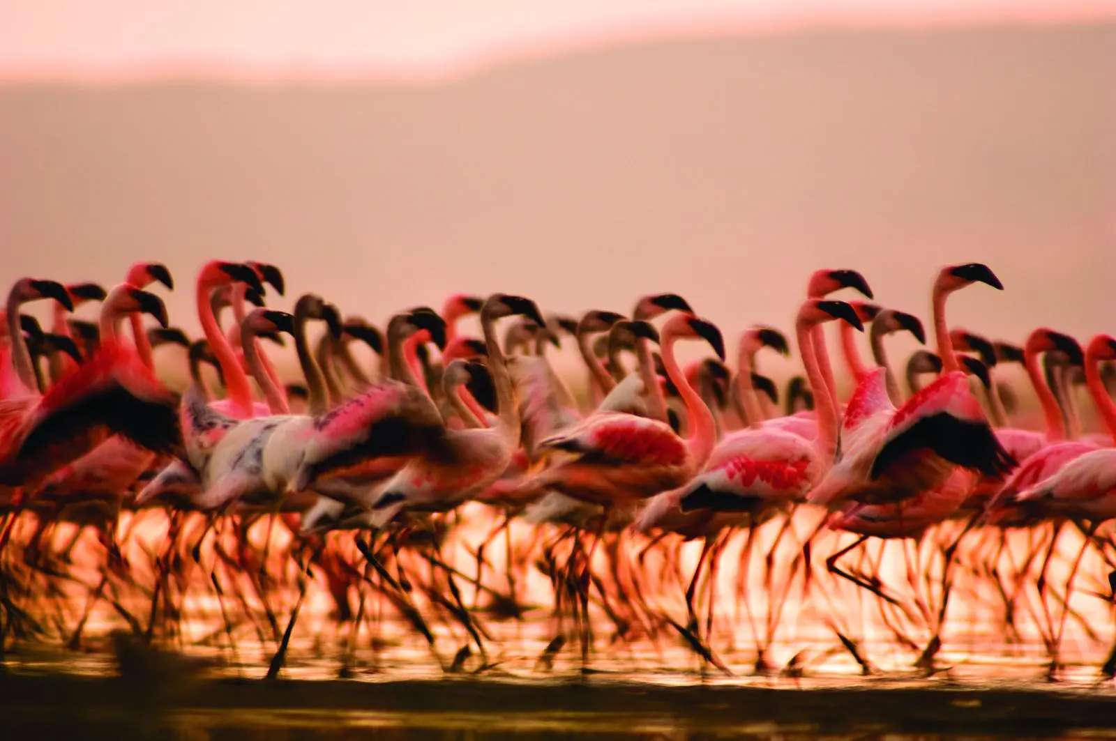 Top 7 wildlife migrations around the world 13 lake-nakuru-pink-flamingo-migration-crooked-compass