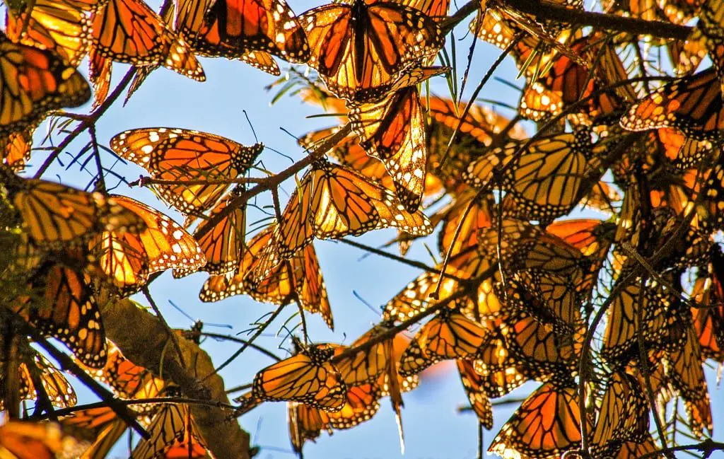 Top 7 wildlife migrations around the world 10 Mexico, Michoacan, winter migration of monarch butterflies