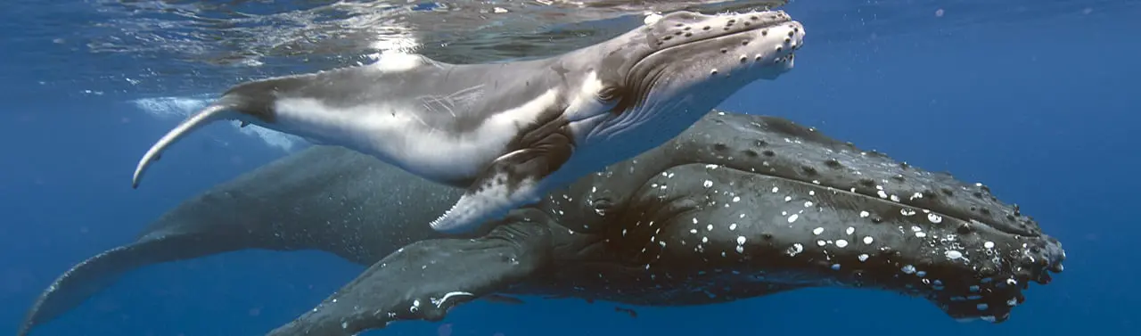 Top 7 wildlife migrations around the world 16 humpback-whale-migration-tonga-crooked-compass