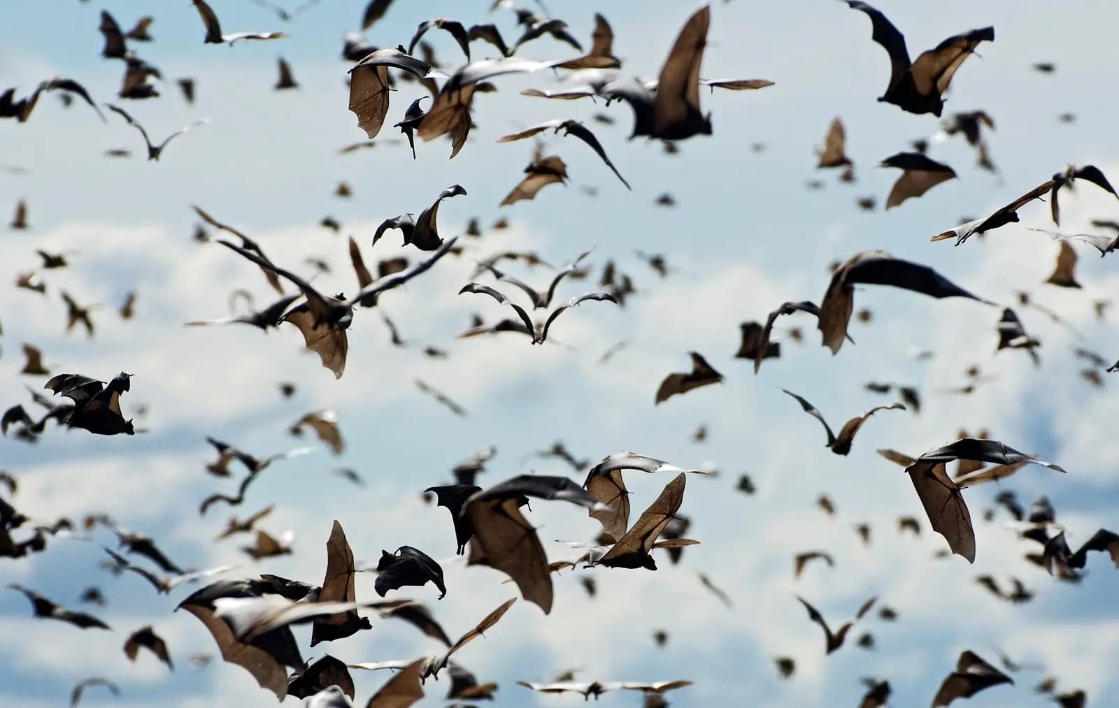 Top 7 wildlife migrations around the world 12 00432929