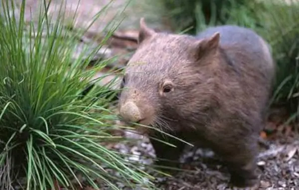 10 of the quirkiest tours & attractions Agents can book their clients 40 quirkiest tours wombat