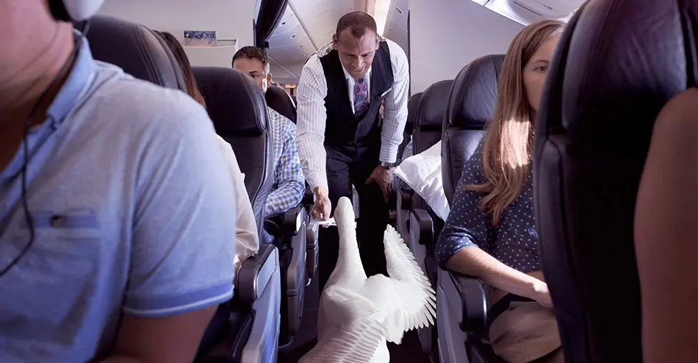 What the duck is this goose doing on an Air New Zealand plane?