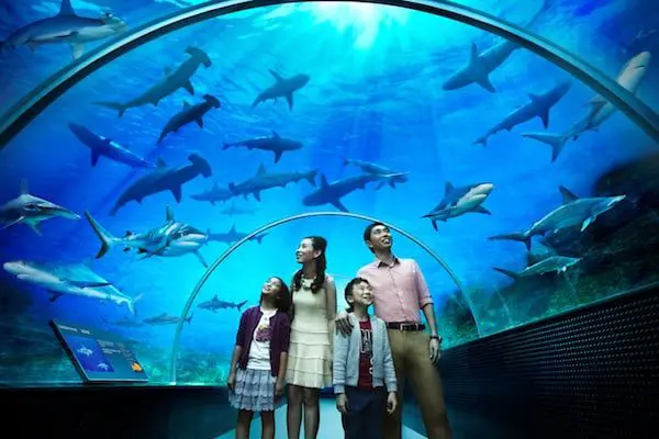 9 things we learned at the helloworld OMC Singapore 12 shark-seas-at-sea-aquarium-singapore-karryon