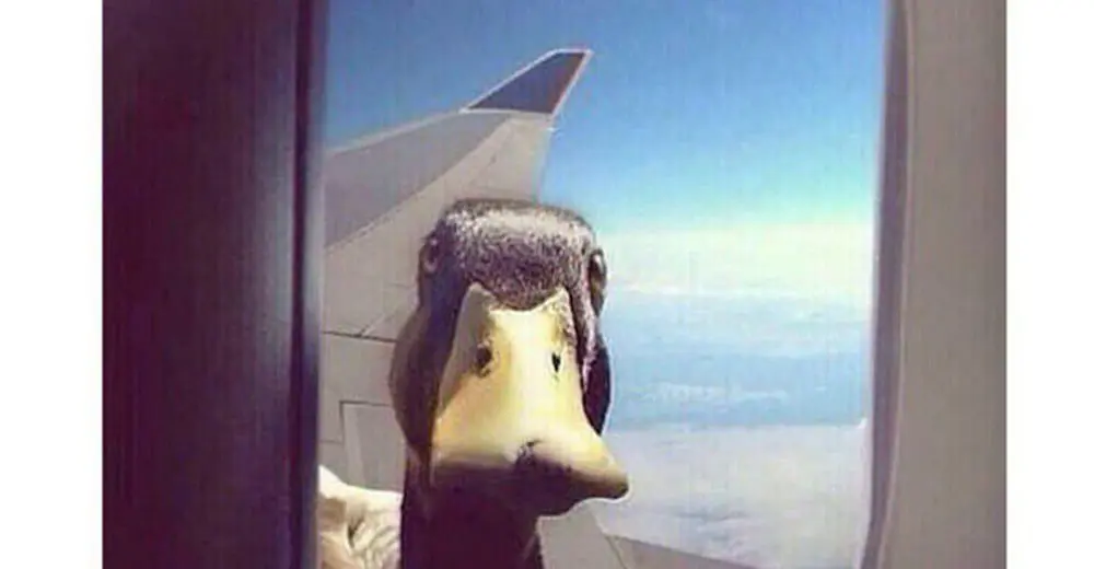 Top 4 Travel Agent memes: Thurs 13 Oct