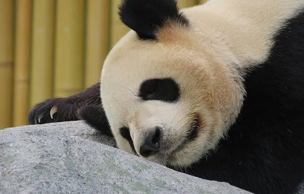 Scenic's 30 wonders of the world & 30th birthday sale 113 anda