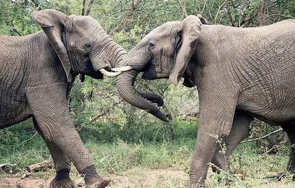 Scenic's 30 wonders of the world & 30th birthday sale 96 elephants