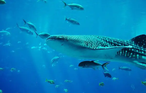 Top 5 Aussie road trips you've just gotta drive 22 harl