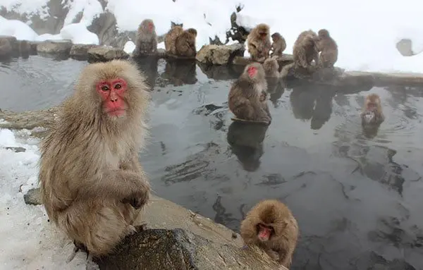 Discover more of Japan with Wendy Wu Tours 15 monkey