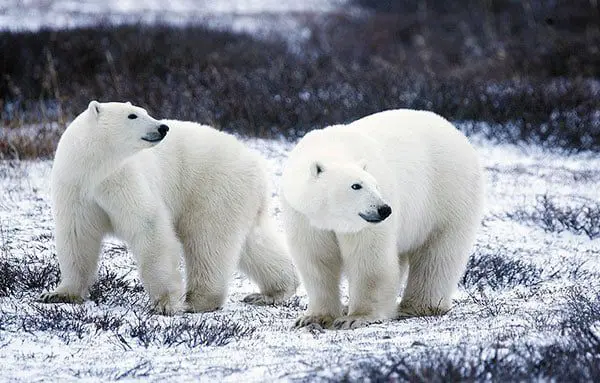 Scenic's 30 wonders of the world & 30th birthday sale 105 polar