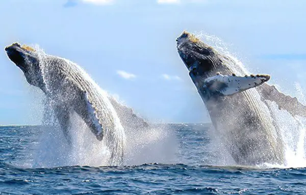 8 adventures you must experience in Los Cabos 5 112