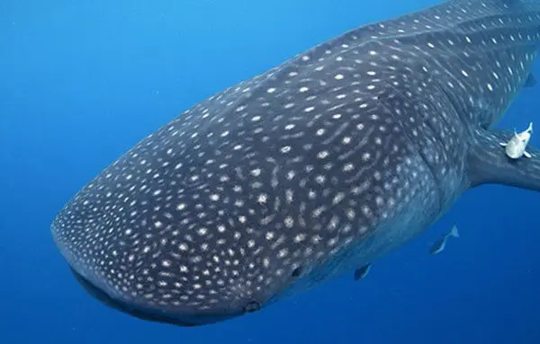 8 adventures you must experience in Los Cabos 10 8