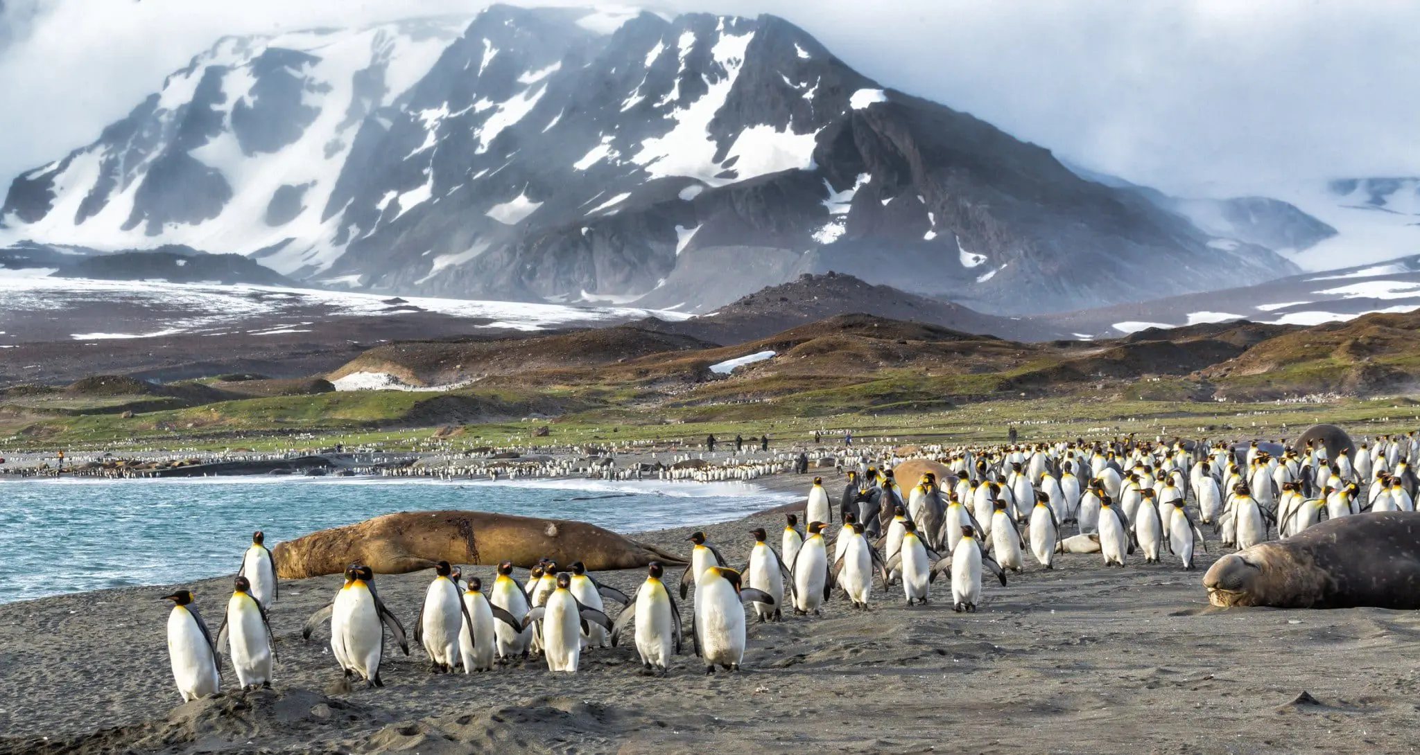 Egypt, Sri Lanka and Iceland - the hottest destinations for 2017 6 king-penguins-in-st-andrews-bay-south-georgia-near-antarcticadreamstime_m_43546992