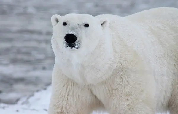 Put on your explorer hat & discover your own slice of Scandinavia 2 vikr1