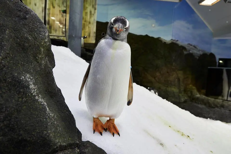 The Daily Travel Agent Bites: Thurs 15 Dec 45 Travel Agent