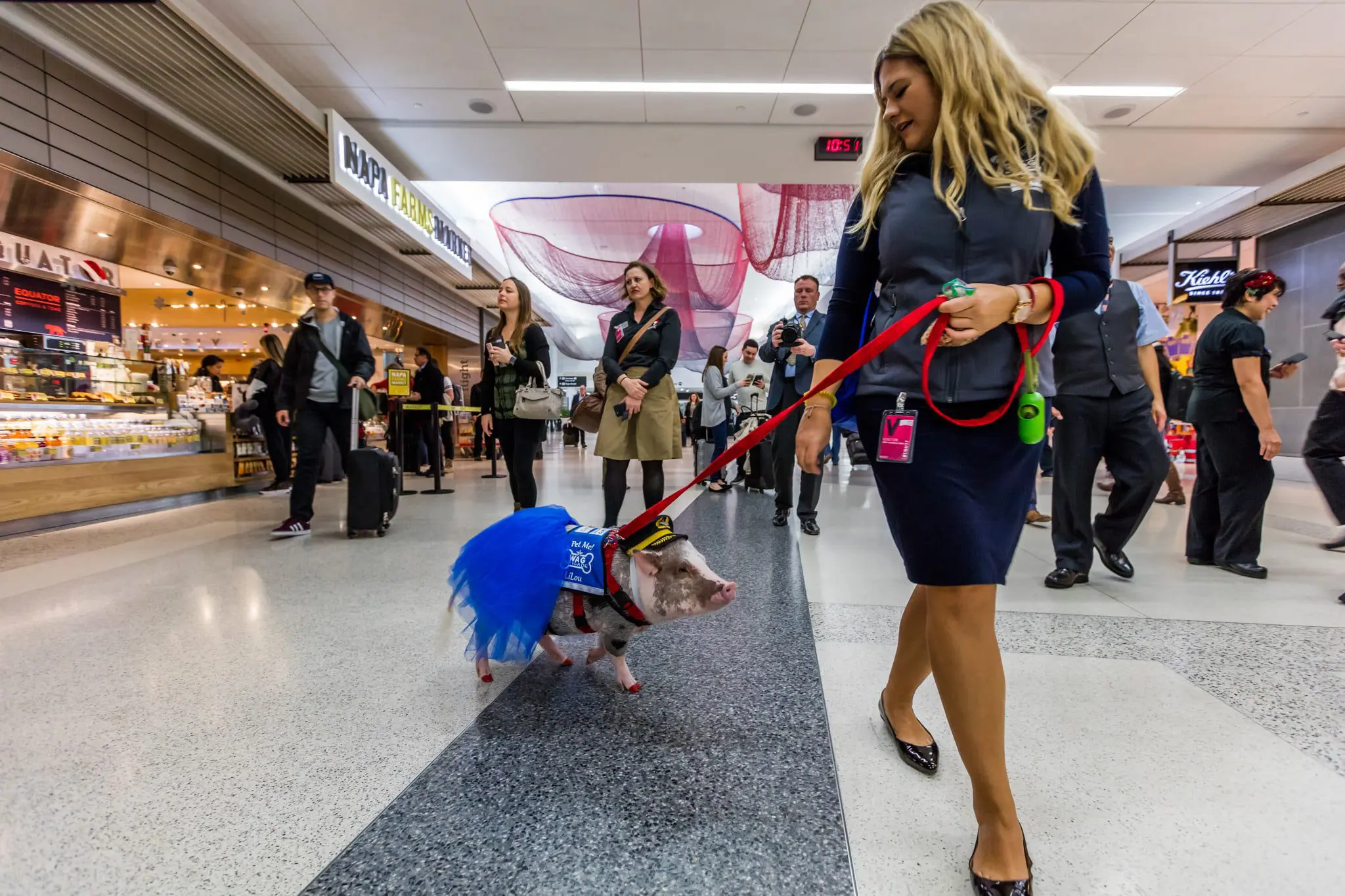 What a pig! Find out why a hog with wings is walking around San Fran Airport 11 lilou-airport-event-2