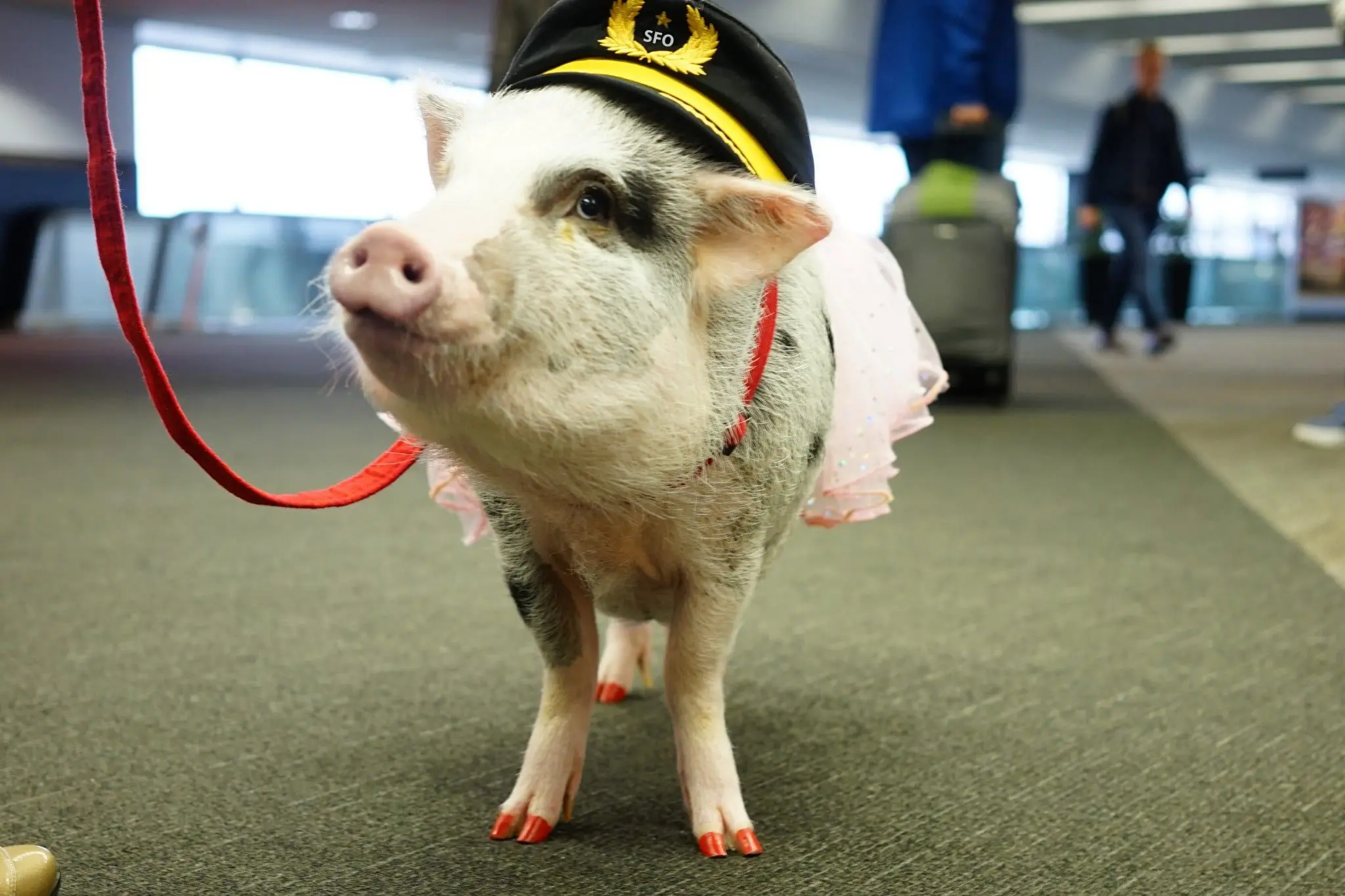 lilou-sfo-cap