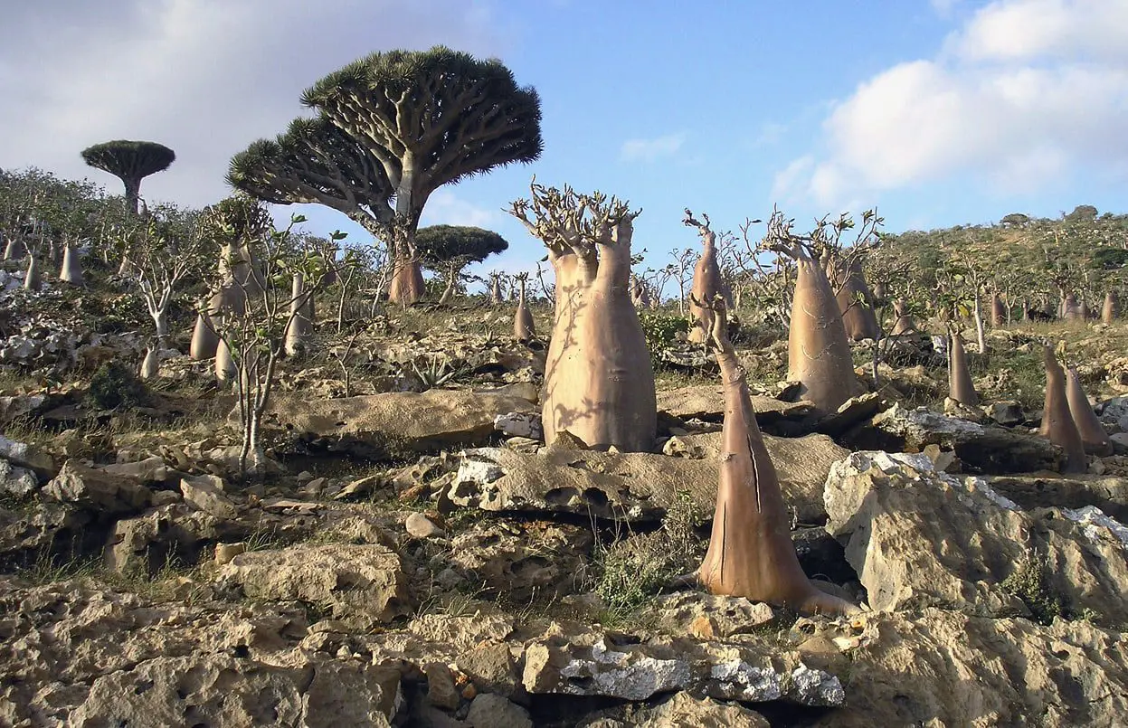 Top 10 Places to Visit in 2017 34 socotra-yemen