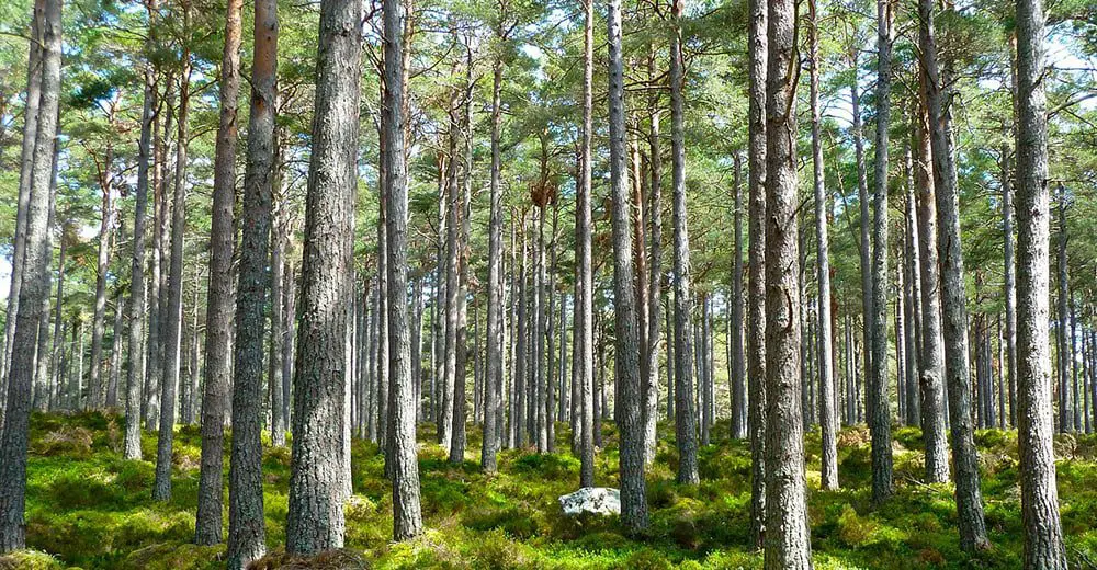 The Daily Travel Agent Bites: Tues 6 Dec 34 Travel Agent forest