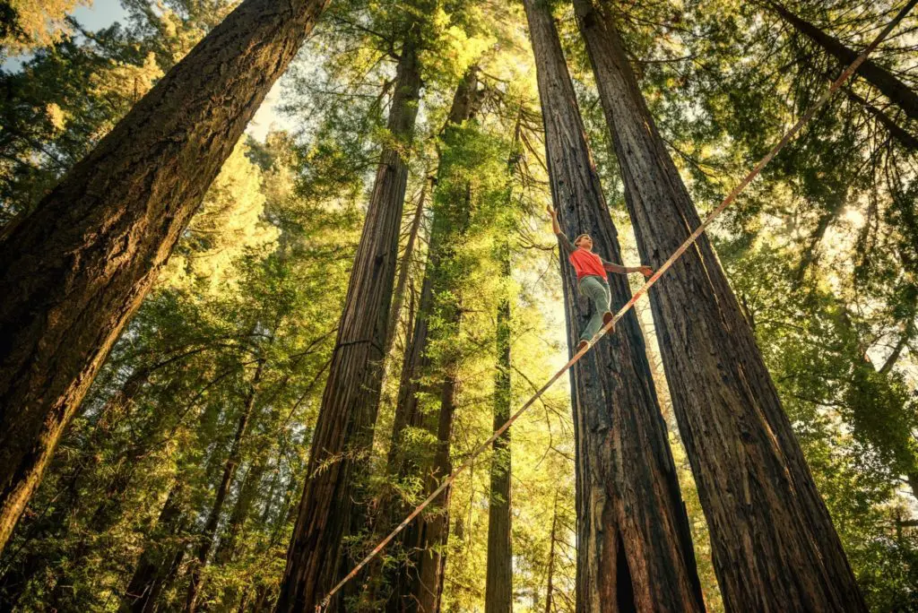 Here's why you are literally going to see California everywhere you go in Australia 8 Redwoods_Slackline